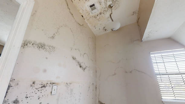 Best Commercial Mold Inspection  in St John, IN