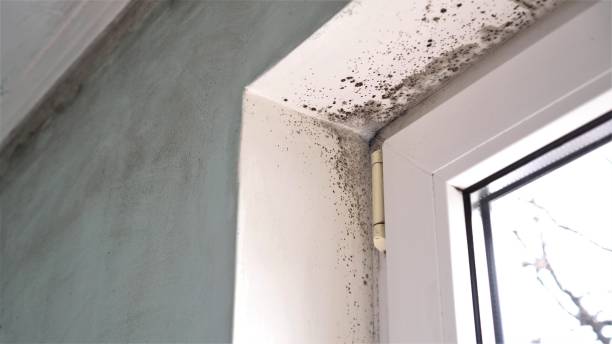Best Real Estate Mold Inspection  in St John, IN