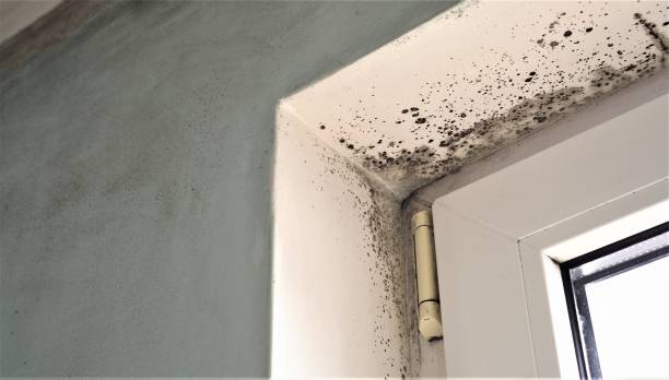 Best Asbestos and Lead Testing During Mold Inspection  in St John, IN