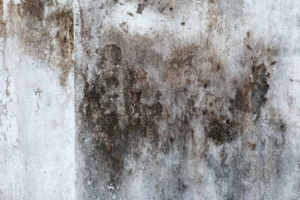 Professional Mold Removal in St John, IN