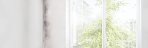 Best Mold Documentation for Insurance Claims  in St John, IN