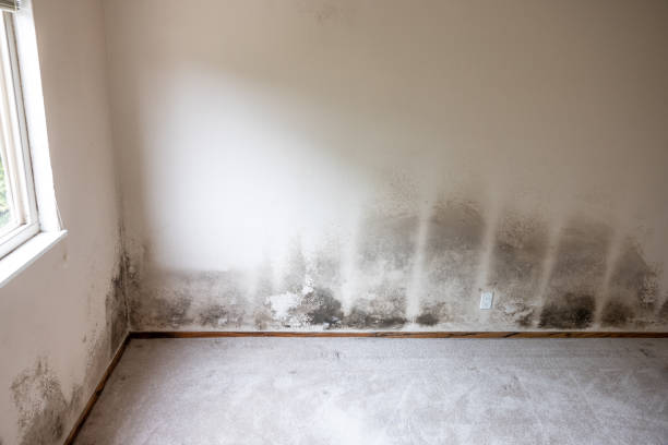 Best Black Mold Removal  in St John, IN